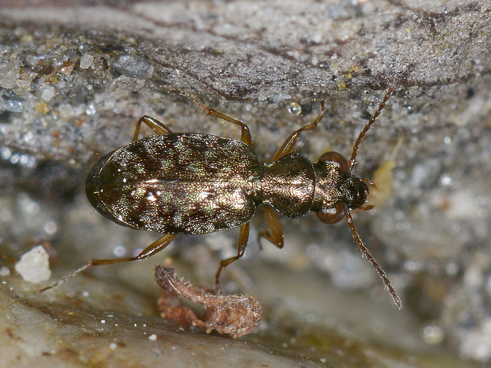 Asaphidion flavipes